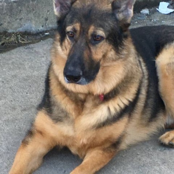 Profile Picture of Mark Daubert (@jets2760) on Poshmark