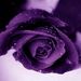 Profile Picture of Jamie Forrester (@jamief80) on Pinterest