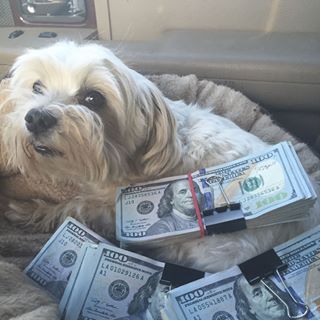 Profile Picture of CooperSmith Barrie (@coopersmith.barrie) on Facebook