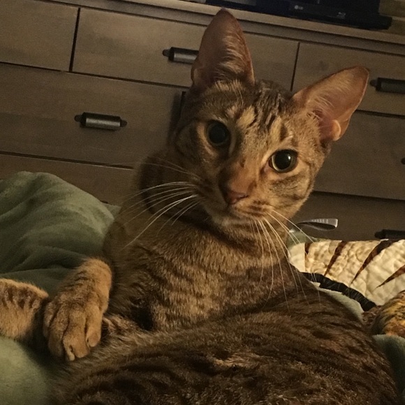 Profile Picture of Abby Blenis (@shanksabby) on Poshmark