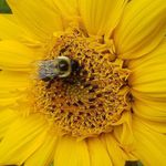 Profile Picture of Corrie Harold (@corriebird14) on Instagram