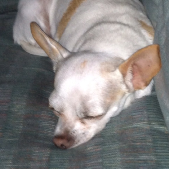 Profile Picture of Erica Trosclair (@elt4983) on Poshmark