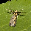 Profile Picture of Stathmopodaon Wikipedia
