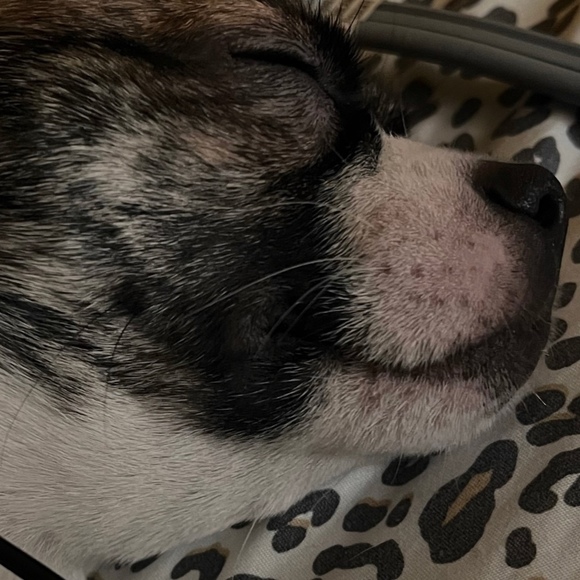 Profile Picture of Maritza Toledo (@mtoledo95) on Poshmark