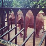 Profile Picture of Craig D. Twomey (@amarrido_z1thompson) on Instagram