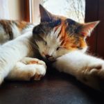 Samy Nicl - Instagram Profile Picture of Samy Nicl (@sammel.man) on Instagram