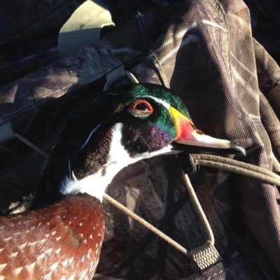 Profile Picture of Josh Gamblin (@JoshWebbGamblin) on Twitter