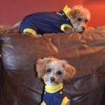 Profile Picture of Bailey & Barney (@baileybarney) on Instagram