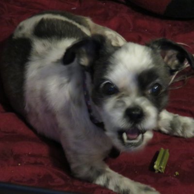 Profile Picture of Sis Boom Blah (@AndrewTheMild) on Twitter