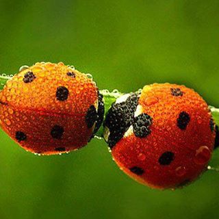 Profile Picture of Ronney Stevens (@ronney.stevens.3) on Facebook