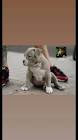 Profile Picture of   TikTok de Manuel Muñoz... (@american.bully.munoz) on Tiktok