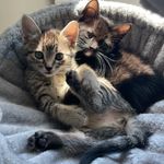 Profile Picture of Michelle Mulhern (@michmich_) on Instagram