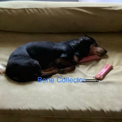 Profile Picture of Sarah Waldrop Kibble (@SarahSdogldy) on Twitter