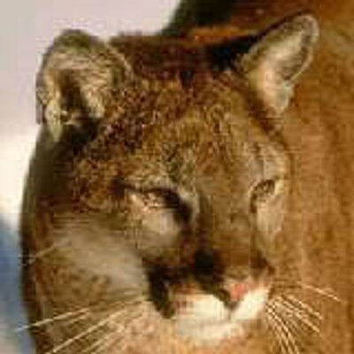 Profile Picture of Christy Trotter (@AdmiralCougar) on Twitter