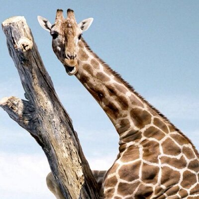 Profile Picture of Jeffrey Hamel (@@Jeffreyhamel5) on Twitter