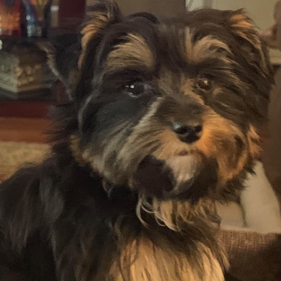 Profile Picture of Barbara Chandler (@chandlerbk) on Poshmark