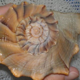 Profile Picture of Shell Candee (@shell.candee) on Facebook