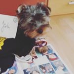 Yorkshire_Adam - Instagram Profile Picture of Yorkshire_Adam (@yorkshire_adam) on Instagram