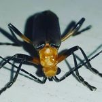 Profile Picture of Monstruos de Jardín y Otras Cosas (@monstruosdejardin_y_otrascosas) on Instagram