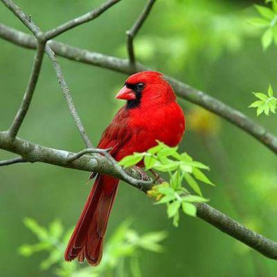 Profile Picture of Kevin Delvalle@gmail (@KevinElcrakPY) on Twitter