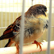 Amir Taghavi - Youtube Profile Picture of Amir Taghavi (@amirtaghavi4830) on Youtube