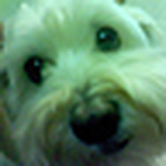 Profile Picture of Jerry Wu (@%u6770%u745E) on Flickr