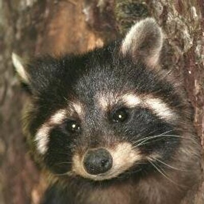 Profile Picture of Pierre Brisson (@PierChim) on Twitter