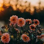 Profile Picture of Ńguyen Liu Margie (@nguyenliumargie) on Instagram