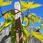 Profile Picture of Kenneth Berry (@cherokeebandit88) on Instagram