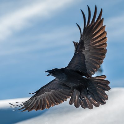 Profile Picture of William A Raab (@WilliamARaab1) on Twitter