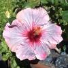 Profile Picture of Candace Frawley (@@candacefrawley) on Tiktok