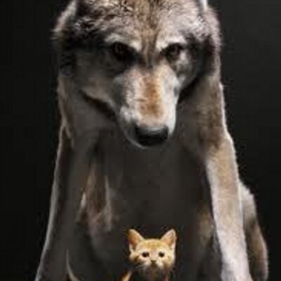 Profile Picture of Chris Grim (@Canine_Trainer) on Twitter