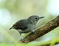 Profile Picture of Leaden antwrenon Wikipedia