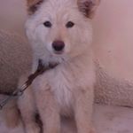 Profile Picture of samer hanna (@samerhanna123) on Instagram