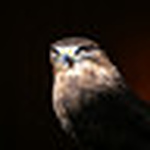 Profile Picture of Jason Curtis (@jason curtis photo) on Flickr