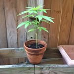 Profile Picture of Steve the Weed (@stevedaweed) on Instagram