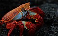 Profile Picture of Crustacean - Wikipediaon Wikipedia