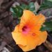 Profile Picture of Susan Craven (@swcra) on Pinterest