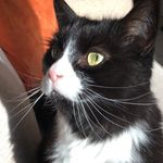 Alexander Grayson - Instagram Profile Picture of Alexander Grayson (@lord_grayson) on Instagram