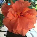 Profile Picture of Mia Pearson (@crazyhouseplants) on Instagram