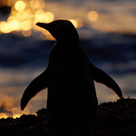 Profile Picture of Jeremy Sanson (@jeremy sanson) on Flickr