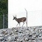 Profile Picture of Richard Andrew Kimsey (@shineygt) on Instagram