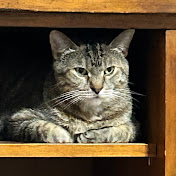 Profile Picture of Ellis Tanner (@ellistanner523) on Youtube