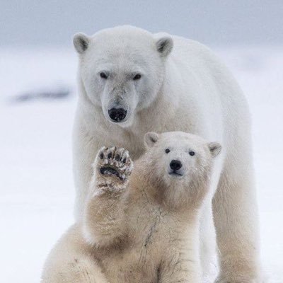 Rebecca Keever - Twitter Profile Picture of Rebecca Keever (@mamabear0606) on Twitter