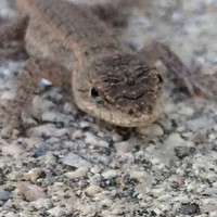 Profile Picture of Daniel Pinchbeck (@daniel-pinchbeck-3) on Quora