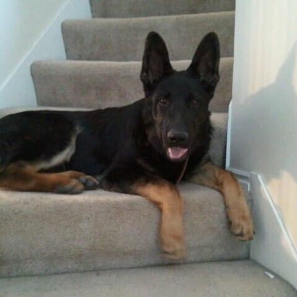 Profile Picture of Crystal Kohli (@ccobb99) on Poshmark