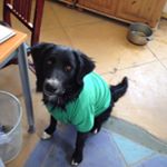 Profile Picture of Beryl Trudinger-Smith (@dogs4presidents) on Instagram