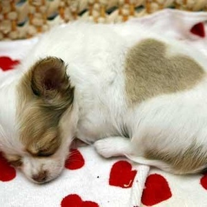 Profile Picture of Tiona Pagnotta (@tiona_nikki_haylee_bfffl) on Myspace