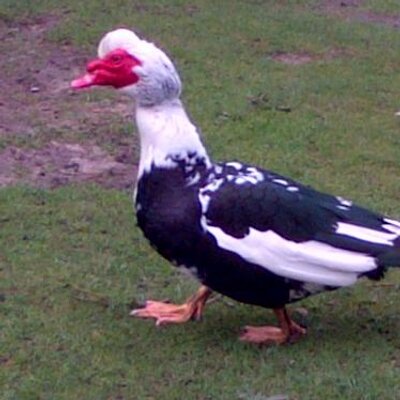 Stephen Broadbent - Twitter Profile Picture of Stephen Broadbent (@the_stevieb) on Twitter