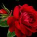 Profile Picture of Nancy Gatto (@nancy.gatto.31) on Facebook